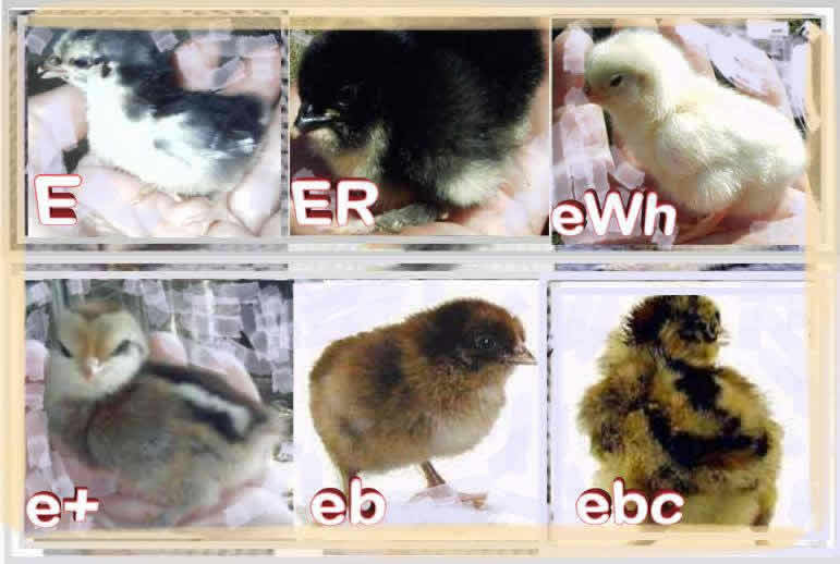 e locus chickens: click to enlarge